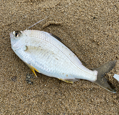 ウミタナゴの釣果