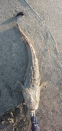 マゴチの釣果