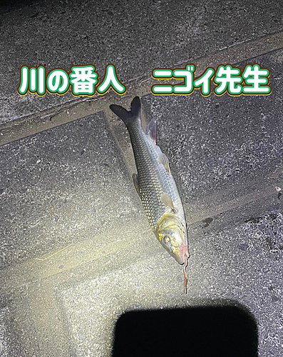 ニゴイの釣果