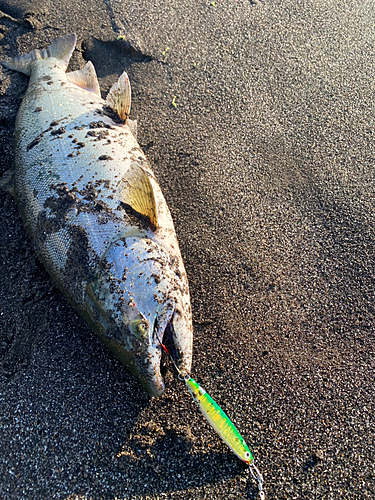 サクラマスの釣果