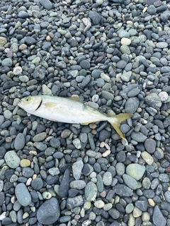 ワカシの釣果