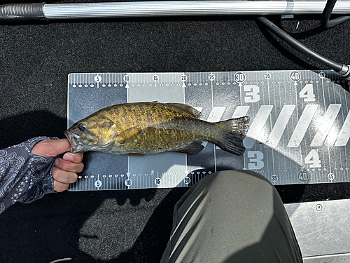 スモールマウスバスの釣果