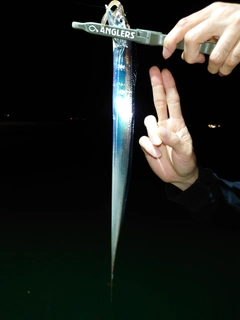 タチウオの釣果