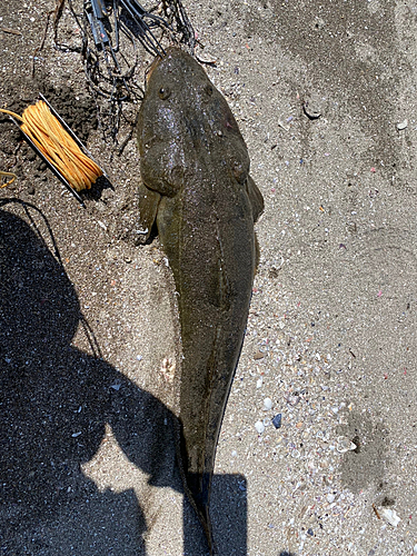 マゴチの釣果