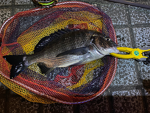 クロダイの釣果