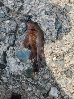 カサゴの釣果