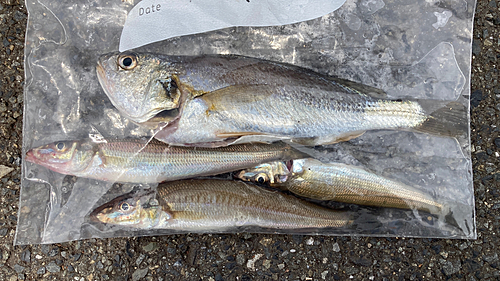 キスの釣果