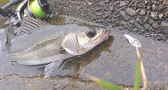 スズキの釣果