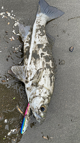 キビレの釣果