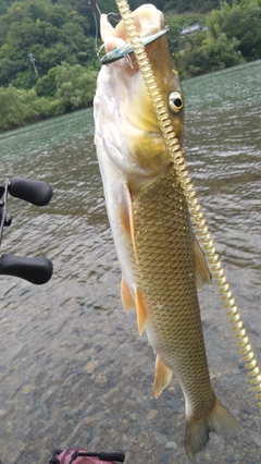 ニゴイの釣果