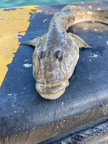 ハゼの釣果