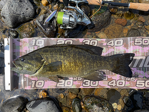 スモールマウスバスの釣果