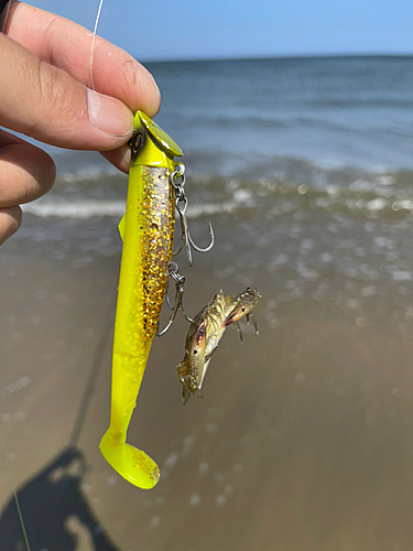 カニの釣果