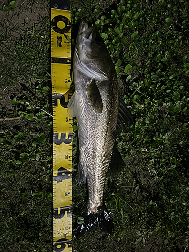 シーバスの釣果