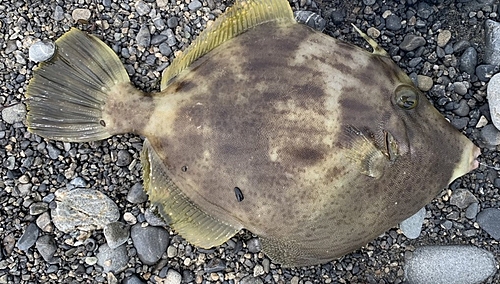 カワハギの釣果