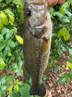 ラージマウスバスの釣果