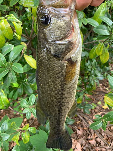 ラージマウスバスの釣果