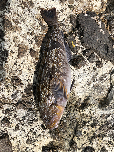 アイナメの釣果