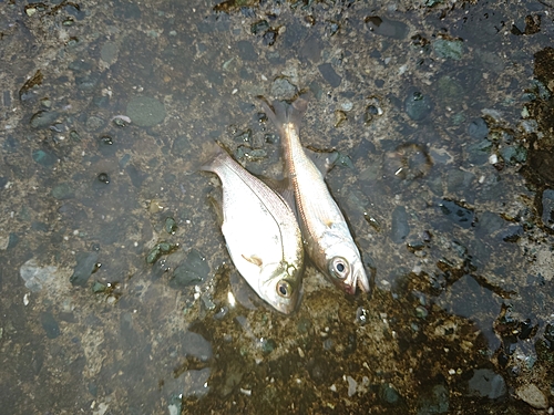 ムツの釣果