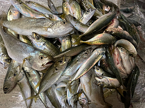 アジの釣果