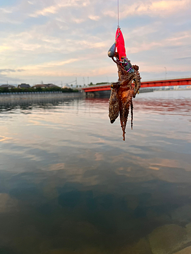 タコの釣果