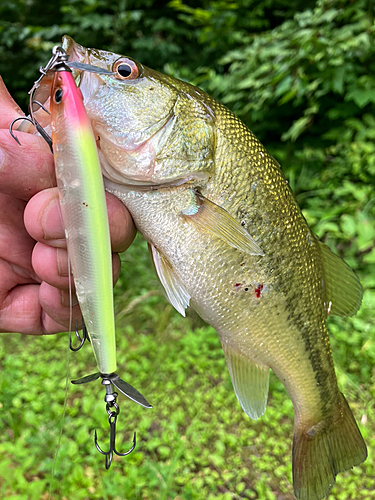 ラージマウスバスの釣果