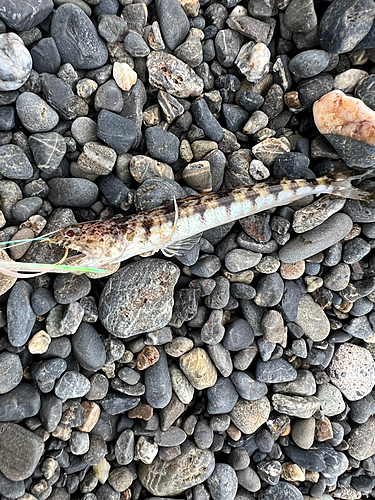 オオモンハタの釣果