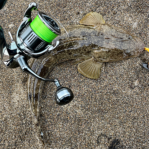 マゴチの釣果