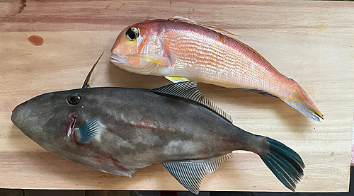 アマダイの釣果