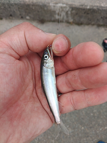 コアユの釣果