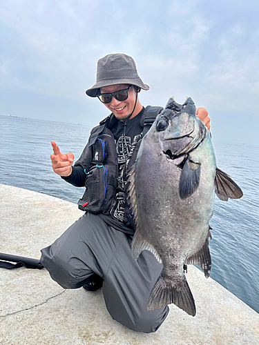 イシダイの釣果