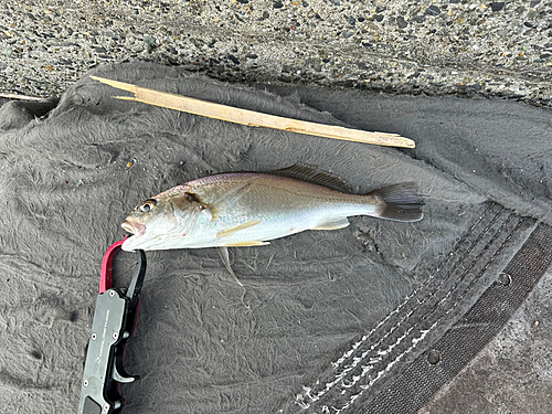 イシモチの釣果