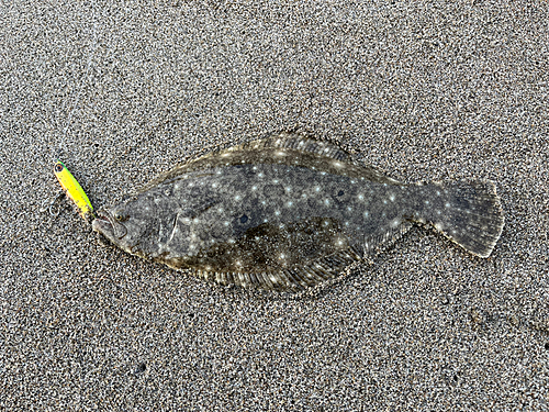 ヒラメの釣果