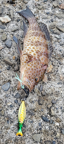 オオモンハタの釣果