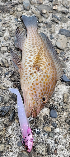 オオモンハタの釣果