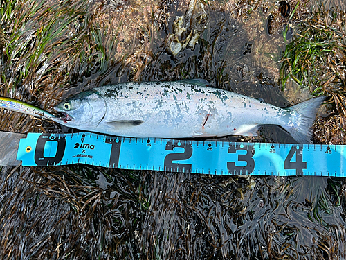 サクラマスの釣果