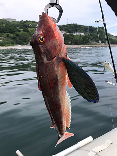 ホウボウの釣果