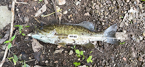 スモールマウスバスの釣果