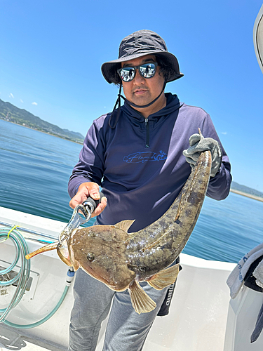 マゴチの釣果