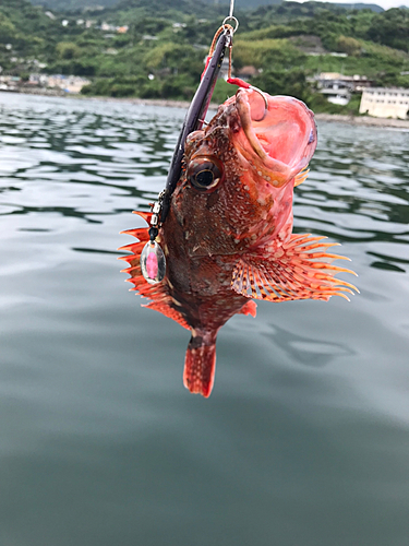 ガシラの釣果