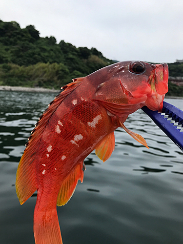 アカハタの釣果