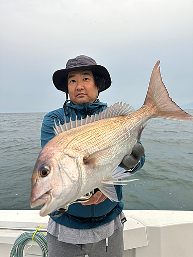 マダイの釣果