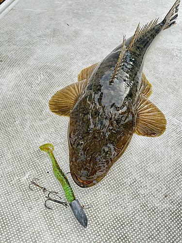 マゴチの釣果