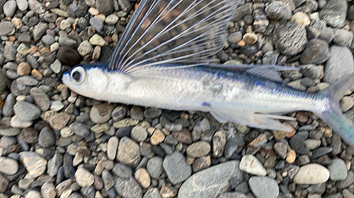 トビウオの釣果