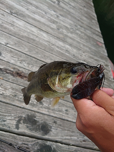 ラージマウスバスの釣果