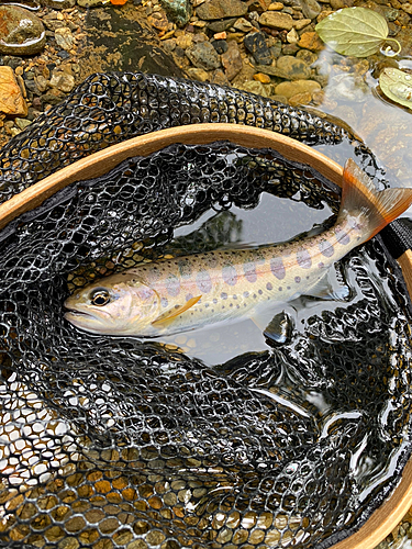 ヤマメの釣果