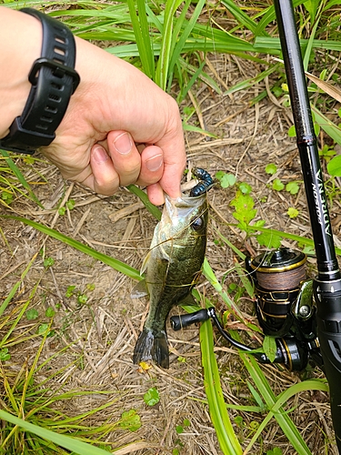 ラージマウスバスの釣果