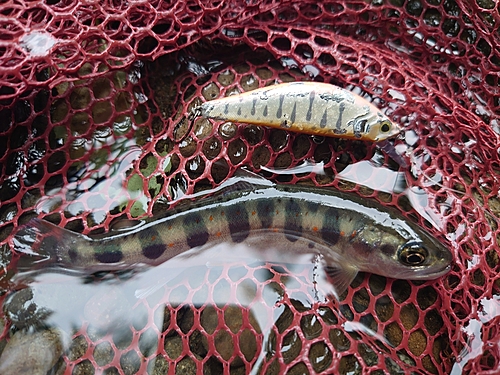 アマゴの釣果