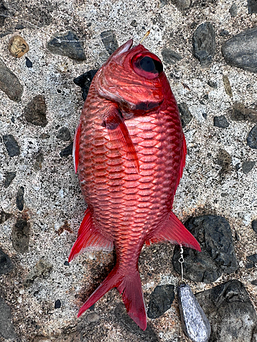 鹿児島県で釣れたエビスダイの釣り・釣果情報 - アングラーズ | 釣果