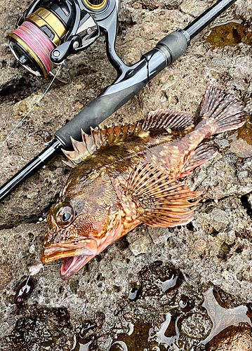 カサゴの釣果